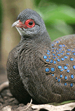 <germains peacock pheasant feathers>